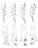 Espce Paraeuchaeta malayensis - Planche 4 de figures morphologiques
