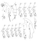 Espce Paraeuchaeta barbata - Planche 2 de figures morphologiques