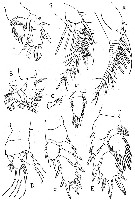 Species Platycopia tumida - Plate 1 of morphological figures