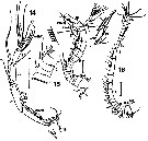 Espce Centropages alcocki - Planche 3 de figures morphologiques