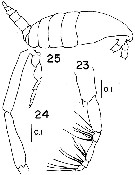 Espce Spinocalanus angusticeps - Planche 6 de figures morphologiques
