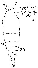 Espce Aetideopsis retusa - Planche 4 de figures morphologiques