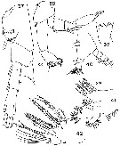 Espce Paivella naporai - Planche 3 de figures morphologiques