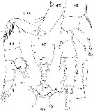 Espce Paivella naporai - Planche 4 de figures morphologiques