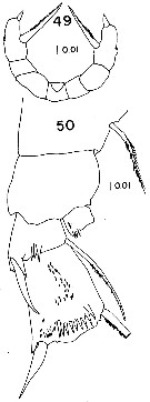 Espce Scolecithricella timida - Planche 3 de figures morphologiques