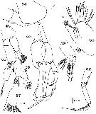 Species Undinella gricei - Plate 2 of morphological figures