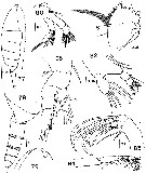 Espce Temorites spinifera - Planche 2 de figures morphologiques