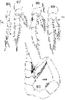 Espce Temorites spinifera - Planche 3 de figures morphologiques
