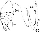 Espce Temorites discoveryae - Planche 4 de figures morphologiques
