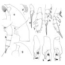 Espce Paraeuchaeta scotti - Planche 1 de figures morphologiques