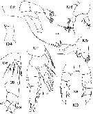 Espce Zenkevitchiella tridentae - Planche 2 de figures morphologiques