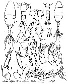 Espce Pseudodiaptomus andamanensis - Planche 1 de figures morphologiques