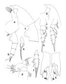 Espce Paraeuchaeta aequatorialis - Planche 1 de figures morphologiques