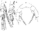 Espce Scaphocalanus emine - Planche 2 de figures morphologiques