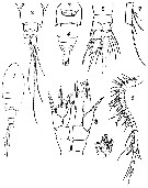 Espce Ridgewayia typica - Planche 7 de figures morphologiques