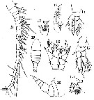 Species Ridgewayia krishnaswamyi - Plate 1 of morphological figures