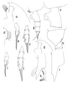 Espce Paraeuchaeta sarsi - Planche 1 de figures morphologiques