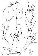 Espce Pontoeciella abyssicola - Planche 4 de figures morphologiques