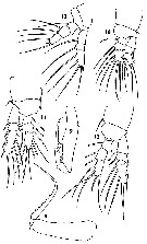 Espce Pontoeciella abyssicola - Planche 5 de figures morphologiques