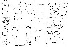 Espce Acartia (Acartiura) hudsonica - Planche 3 de figures morphologiques