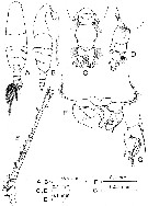 Espce Acartia (Odontacartia) japonica - Planche 1 de figures morphologiques
