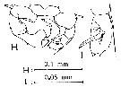 Espce Acartia (Odontacartia) australis - Planche 2 de figures morphologiques
