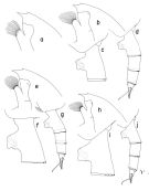 Espce Paraeuchaeta sarsi - Planche 2 de figures morphologiques
