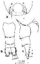 Espce Acartia (Acanthacartia) plumosa - Planche 1 de figures morphologiques