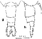 Espce Acartia (Acanthacartia) tropica - Planche 1 de figures morphologiques