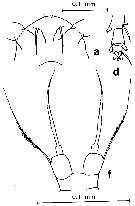 Espce Acartia (Acanthacartia) plumosa - Planche 2 de figures morphologiques