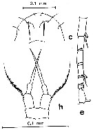 Espce Acartia (Acanthacartia) tropica - Planche 2 de figures morphologiques