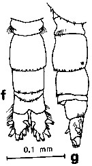 Espce Acartia (Acanthacartia) tropica - Planche 3 de figures morphologiques