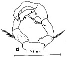 Espce Acartia (Acanthacartia) tropica - Planche 4 de figures morphologiques