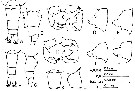 Espce Acartia (Acartiura) hudsonica - Planche 5 de figures morphologiques