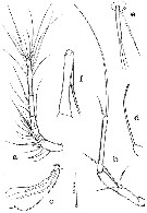 Espce Hyalopontius boxshalli - Planche 2 de figures morphologiques
