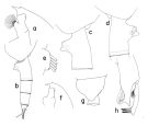 Espce Paraeuchaeta regalis - Planche 1 de figures morphologiques