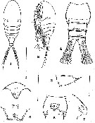 Espce Ridgewayia fosshageni - Planche 1 de figures morphologiques
