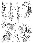 Espce Ridgewayia fosshageni - Planche 2 de figures morphologiques