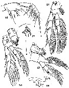 Espce Ridgewayia fosshageni - Planche 3 de figures morphologiques