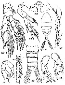 Espce Ridgewayia fosshageni - Planche 4 de figures morphologiques