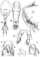 Species Misophriopsis longicauda - Plate 5 of morphological figures
