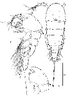 Espce Nudivorax todai - Planche 1 de figures morphologiques