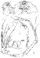 Espce Nudivorax todai - Planche 3 de figures morphologiques