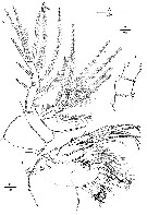 Species Nudivorax todai - Plate 4 of morphological figures