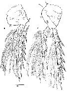 Espce Nudivorax todai - Planche 5 de figures morphologiques