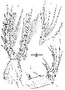 Espce Nudivorax todai - Planche 6 de figures morphologiques
