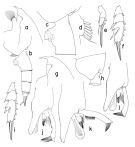 Espce Paraeuchaeta comosa - Planche 1 de figures morphologiques