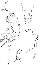 Species Nudivorax todai - Plate 8 of morphological figures