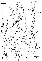 Species Nudivorax todai - Plate 10 of morphological figures