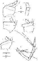 Espce Nudivorax todai - Planche 11 de figures morphologiques